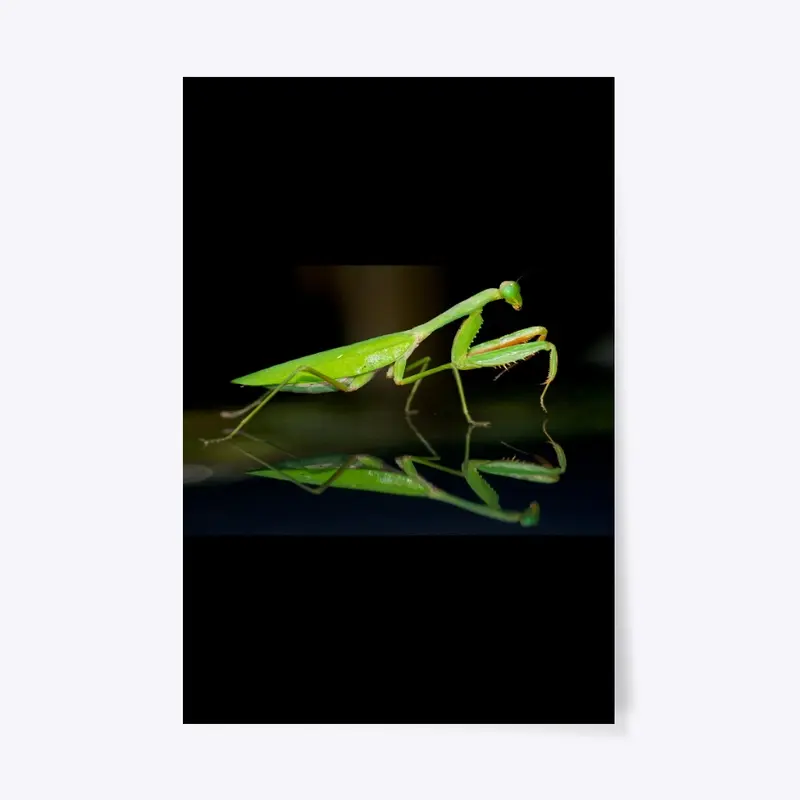 MANTIS