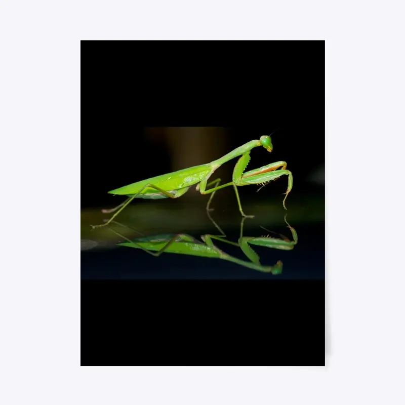 MANTIS